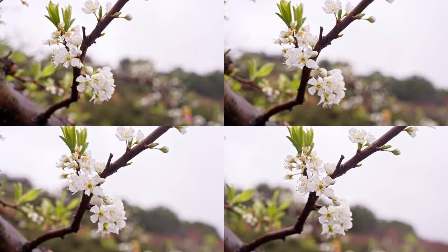 4K实拍广东河源白色桃花灿烂盛开喜迎游客