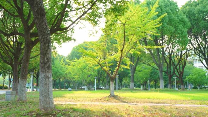 夏日蓝天建筑河流落日树影斑驳无人空镜绿树