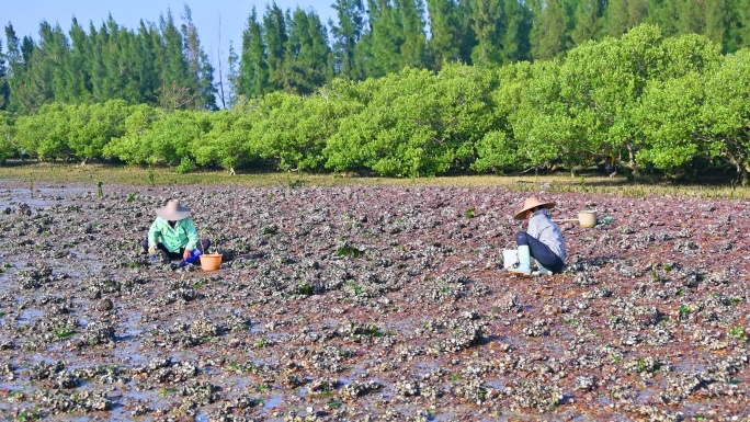 退潮海边滩涂上赶海捡海蛎子的渔民农妇