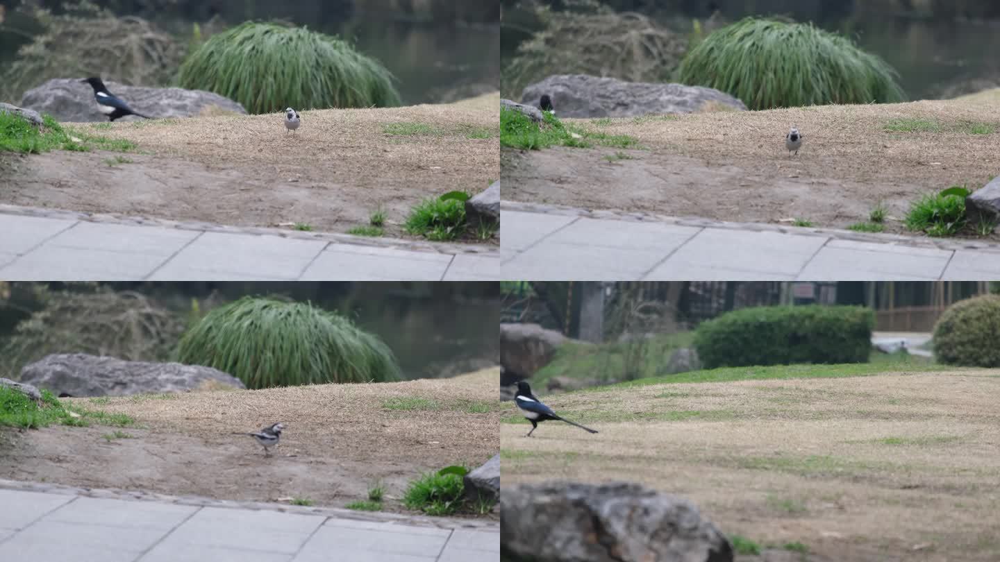 杭州植物园公园小鸟鸟类风景视频素材