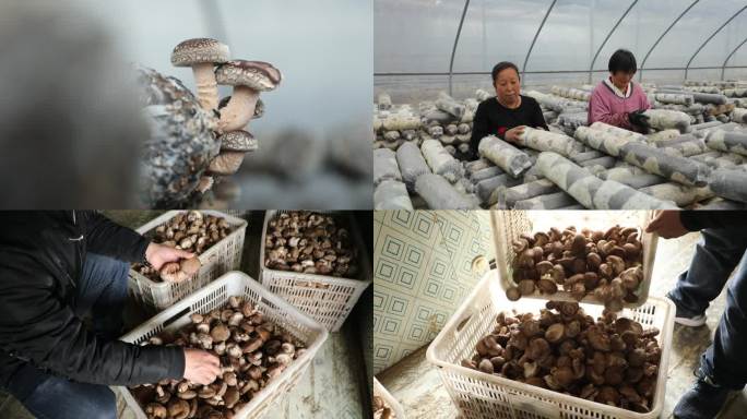 食用菌大棚丰收香菇种植采摘，产业兴百姓福