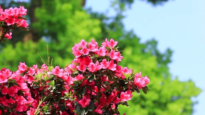 杜鹃花映山红