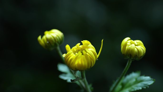 春天开放的菊花