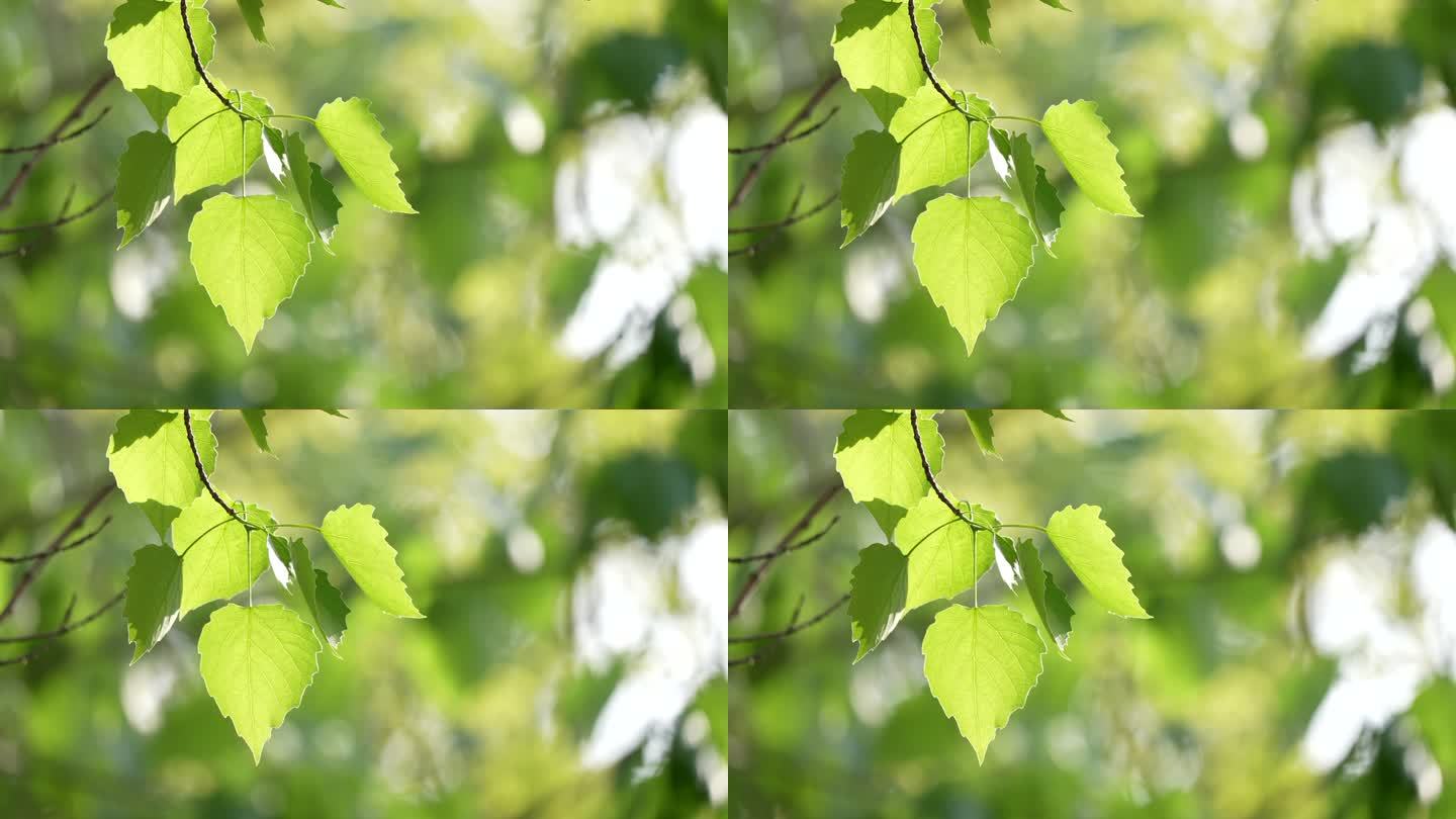 4K超清开春海棠花樱花桃花开