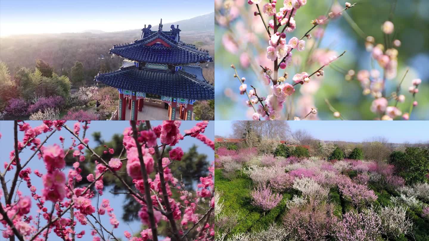 南京梅花山博爱阁风景