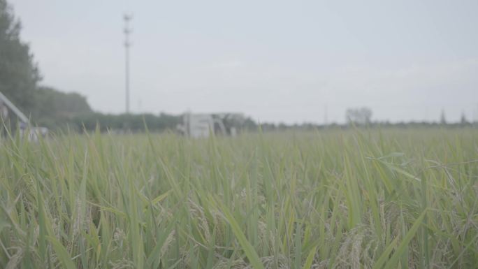 水稻成熟种植视频素材
