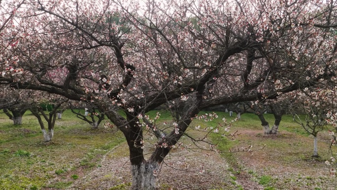 白马涧风景区公园古梅花