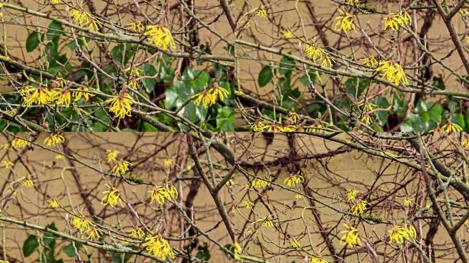 中国金缕梅。光秃秃的纠结的树枝上有黄色缎带状的花朵