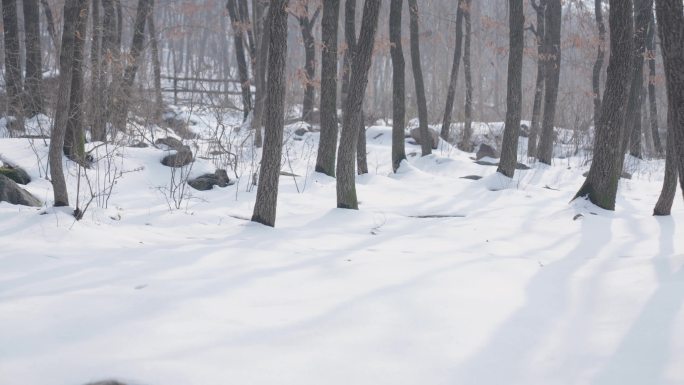 雪地树影