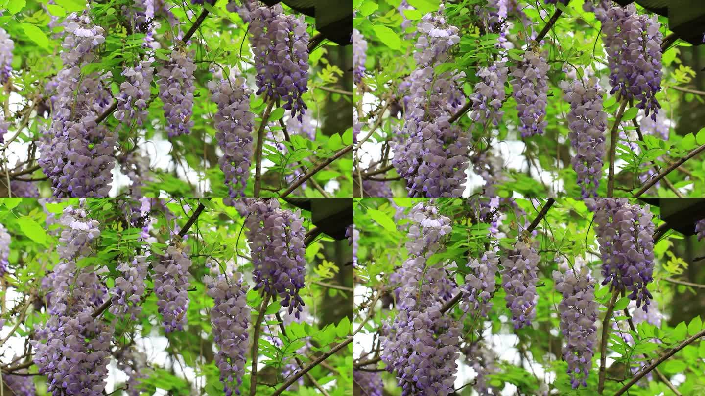 植物花卉，紫藤花开