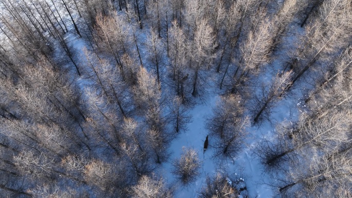 航拍雪原松林里的狍子