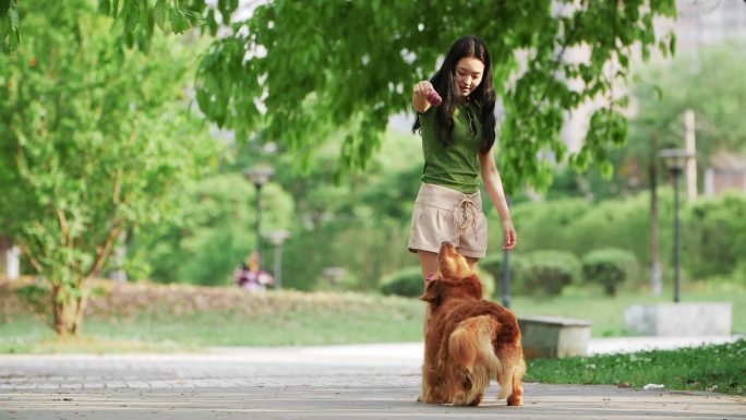 长发美女在公园训练金毛犬可爱的狗狗