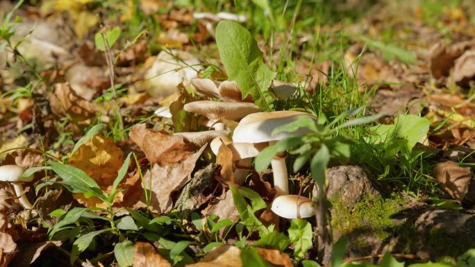 各种野生的白蘑菇，被绿草和枯叶包围在树林里