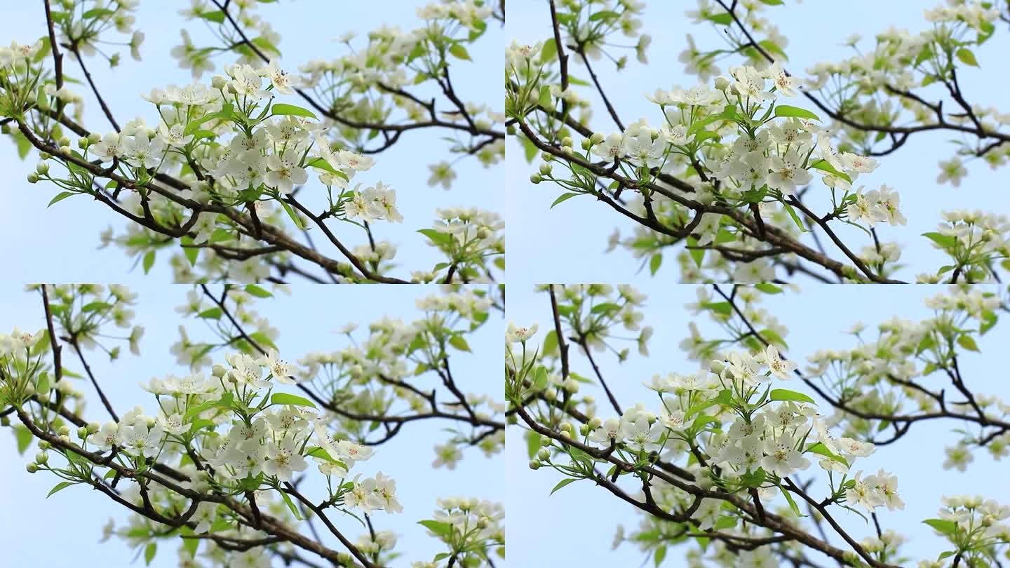 春天的梨花实拍片段