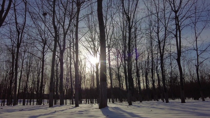 寂静雪景阳光下的树林雪后初晴初冬的早晨