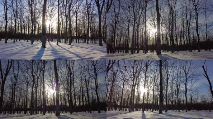 寂静雪景阳光下的树林雪后初晴初冬的早晨