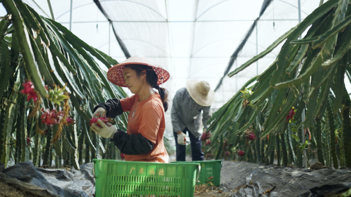 唯美升格乡村振兴积极向上阳光果农采摘丰收