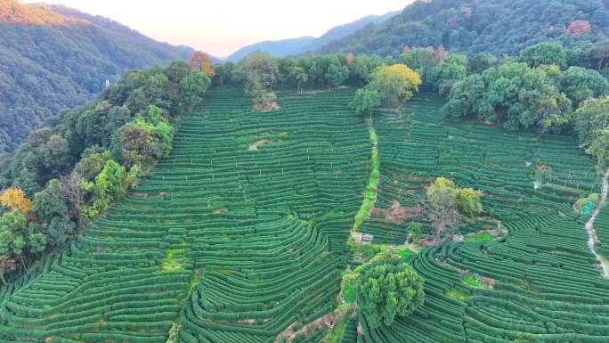 唯美杭州西湖龙井茶文化景区航拍茶园地茶叶