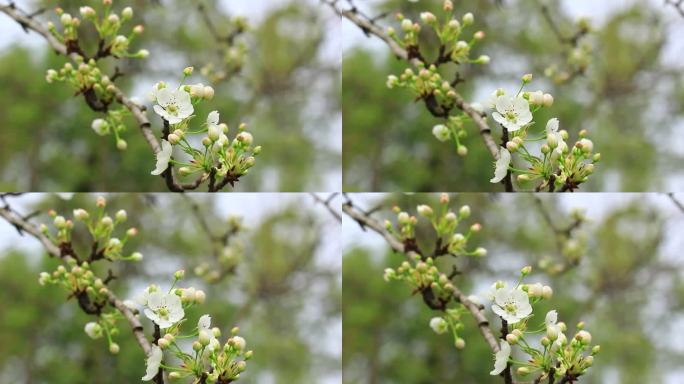 春天的梨花实拍片段