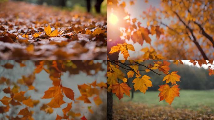各角度场景秋天的落叶视频素材