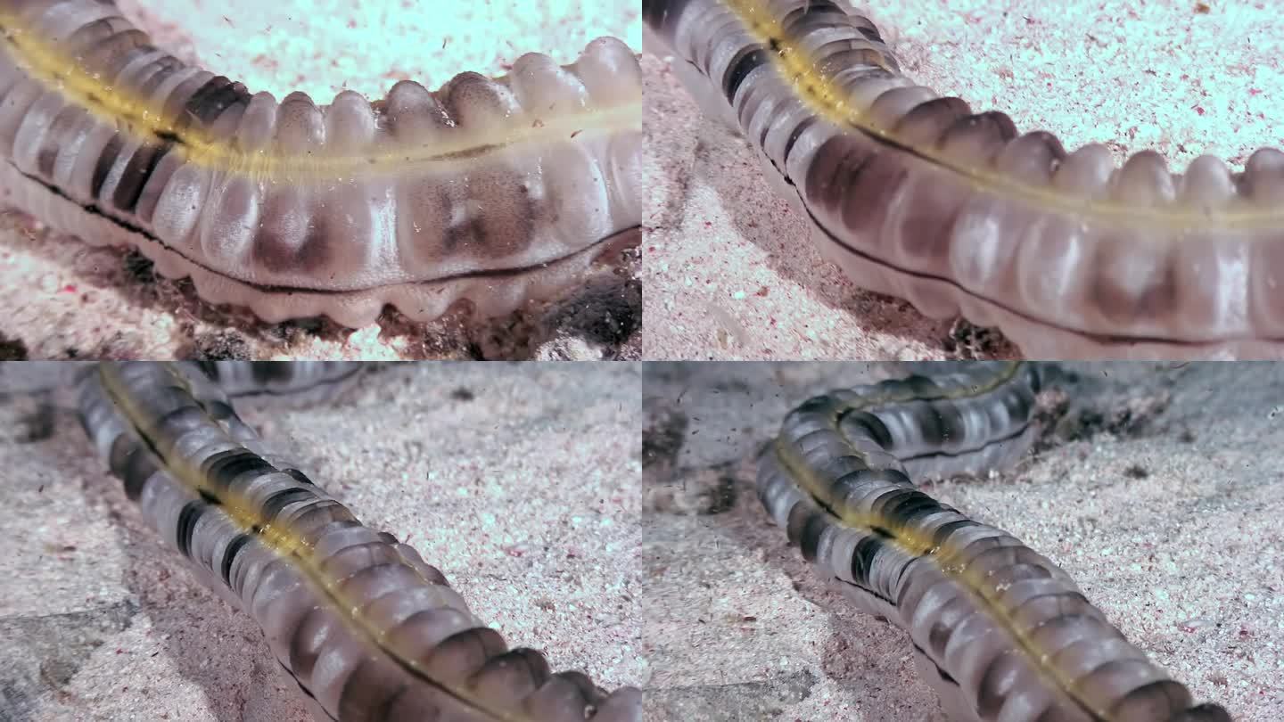 在海底，海蠕虫Apodida展示了它独特的特征。