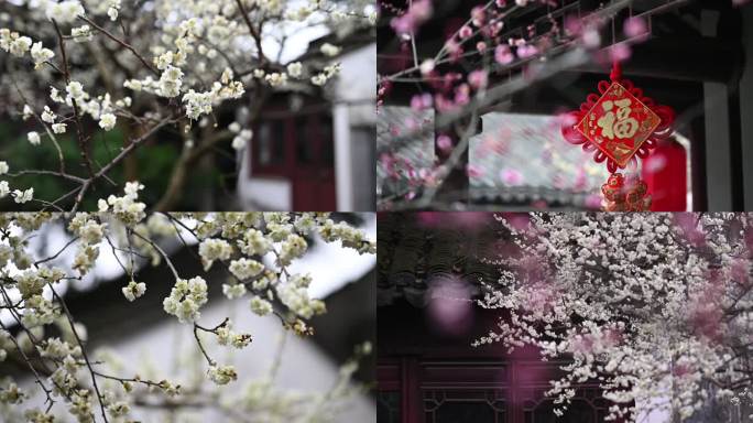 苏州常熟燕园梅花2分18秒