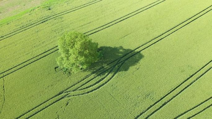 在欧洲，法国，伊泽尔，阿尔卑斯山，在一个阳光明媚的夏天的麦田中央的一棵树。