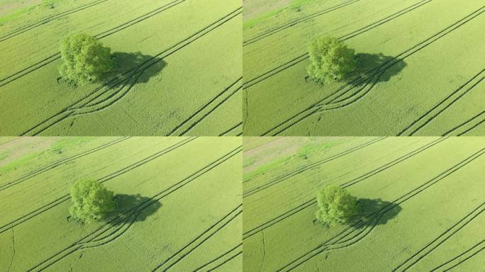 在欧洲，法国，伊泽尔，阿尔卑斯山，在一个阳光明媚的夏天的麦田中央的一棵树。