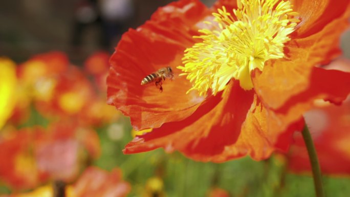 特写虞美人鲜花上的蜜蜂采蜜飞舞春天风景