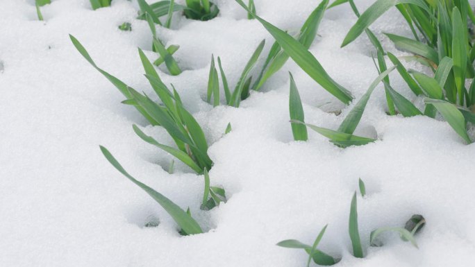 草地、绿植冰雪融化
