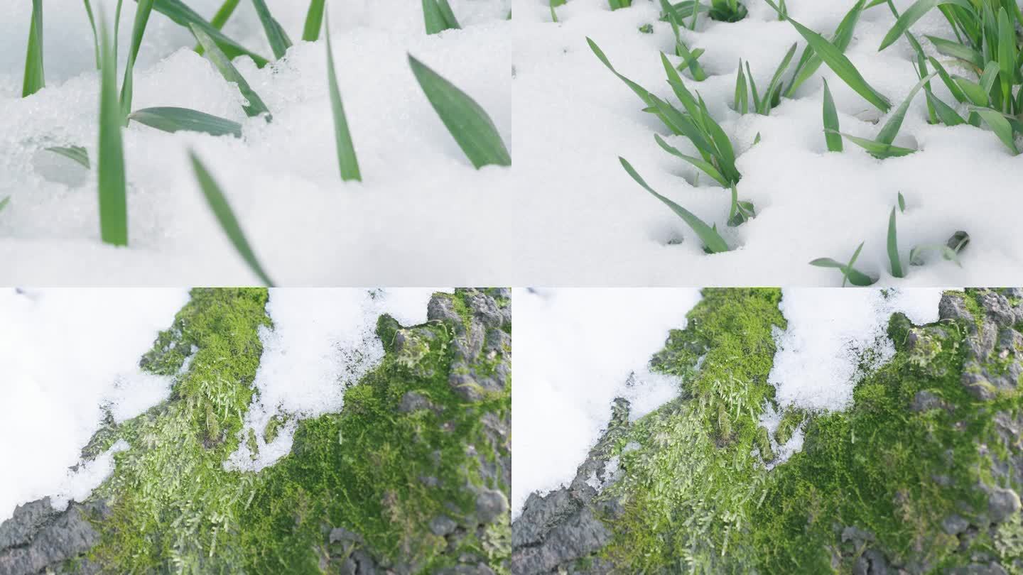 草地、绿植冰雪融化