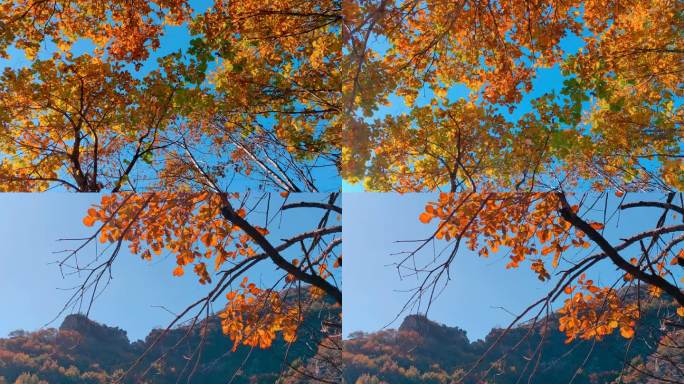 秋日阳光下的黄色树叶