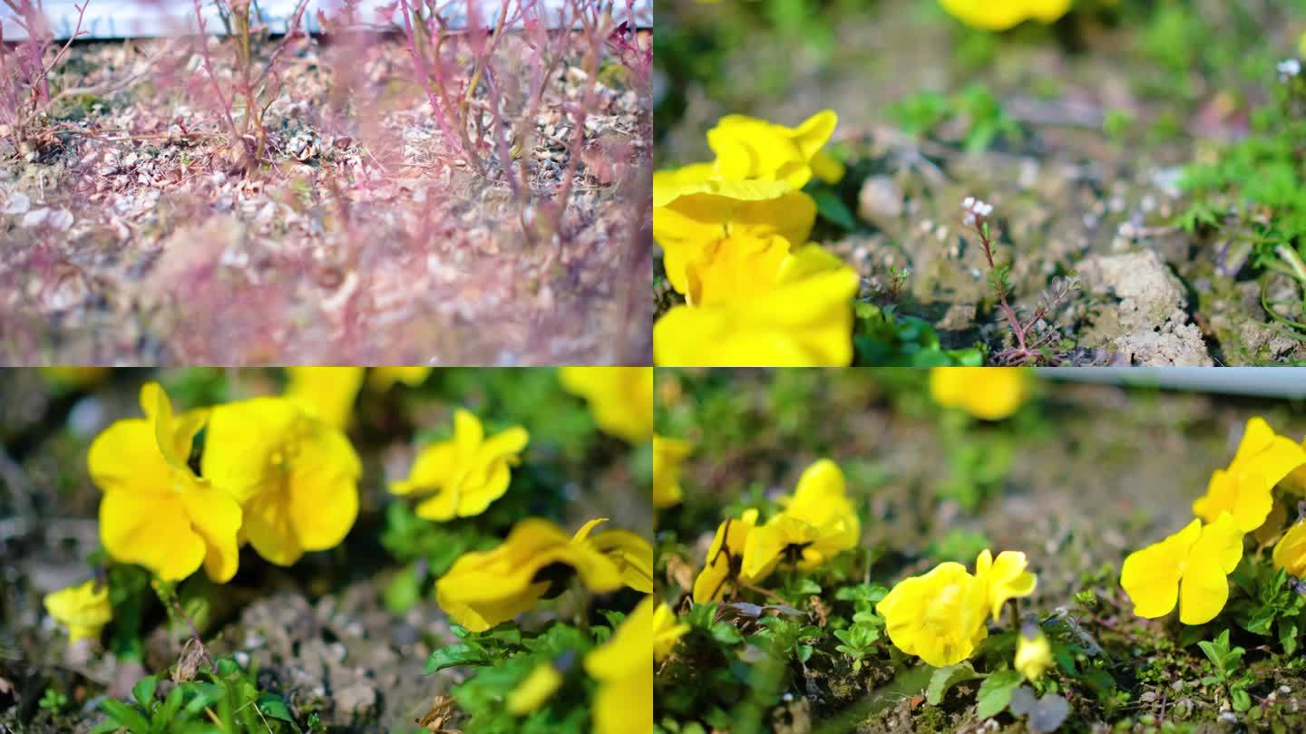 春天来了花朵开放风景视频素材9