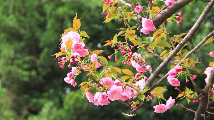 春分时节的樱花盛开