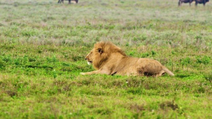 一只黄色的大狮子坐着打哈欠，露出獠牙。