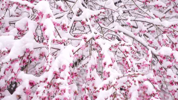 雪中梅花