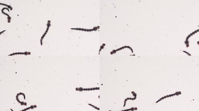 黑蝇幼虫研究:在实验室培养中旺盛的生命