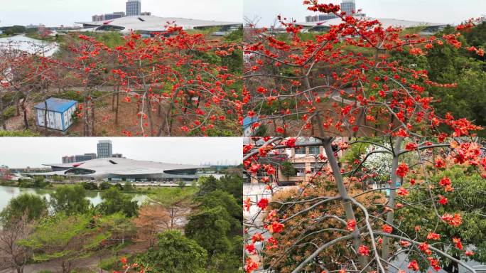 广州亚运城广场木棉花