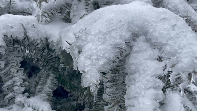 低温雨雪寒潮冷空气倒春寒香榧树冰凌冰冻