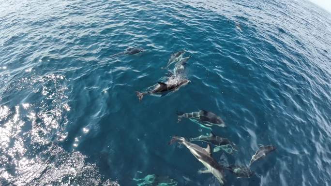 新西兰凯库拉观鲸