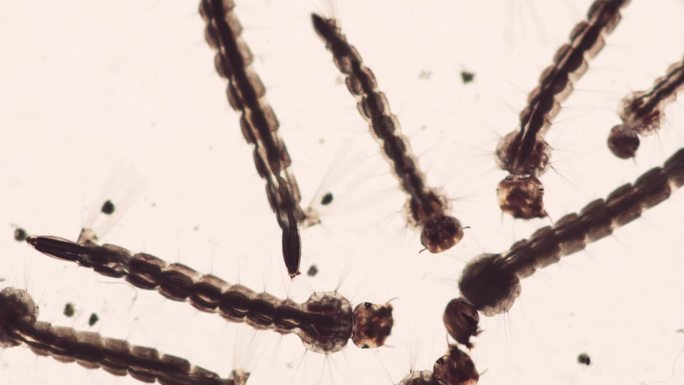 黑蝇幼虫研究:在实验室培养中旺盛的生命