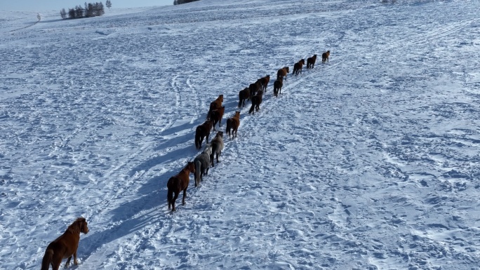 雪原牧场上的蒙古马