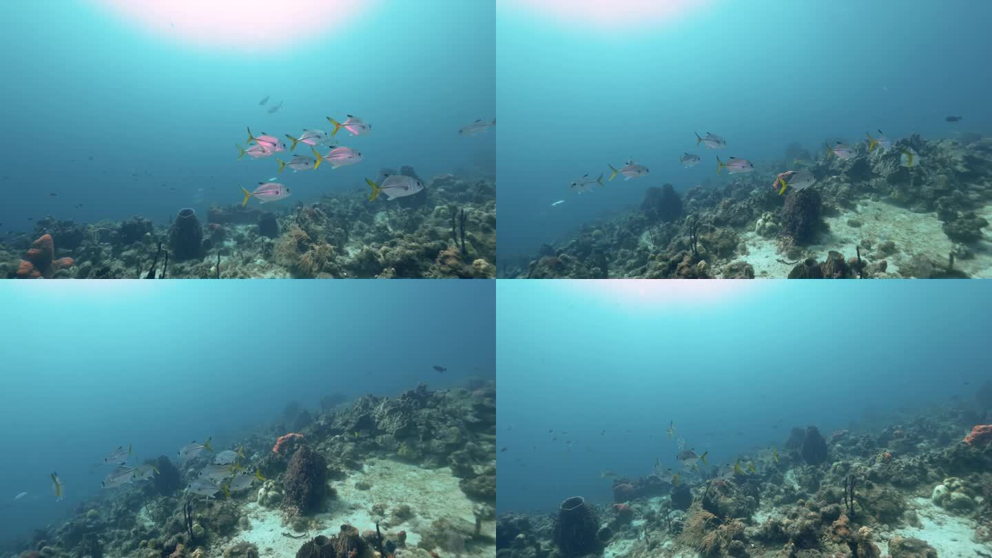 一群有大眼杰克和其他一些热带鱼的鱼。在佳能R5上以4K拍摄