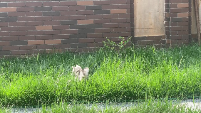 猫咪在草地玩耍