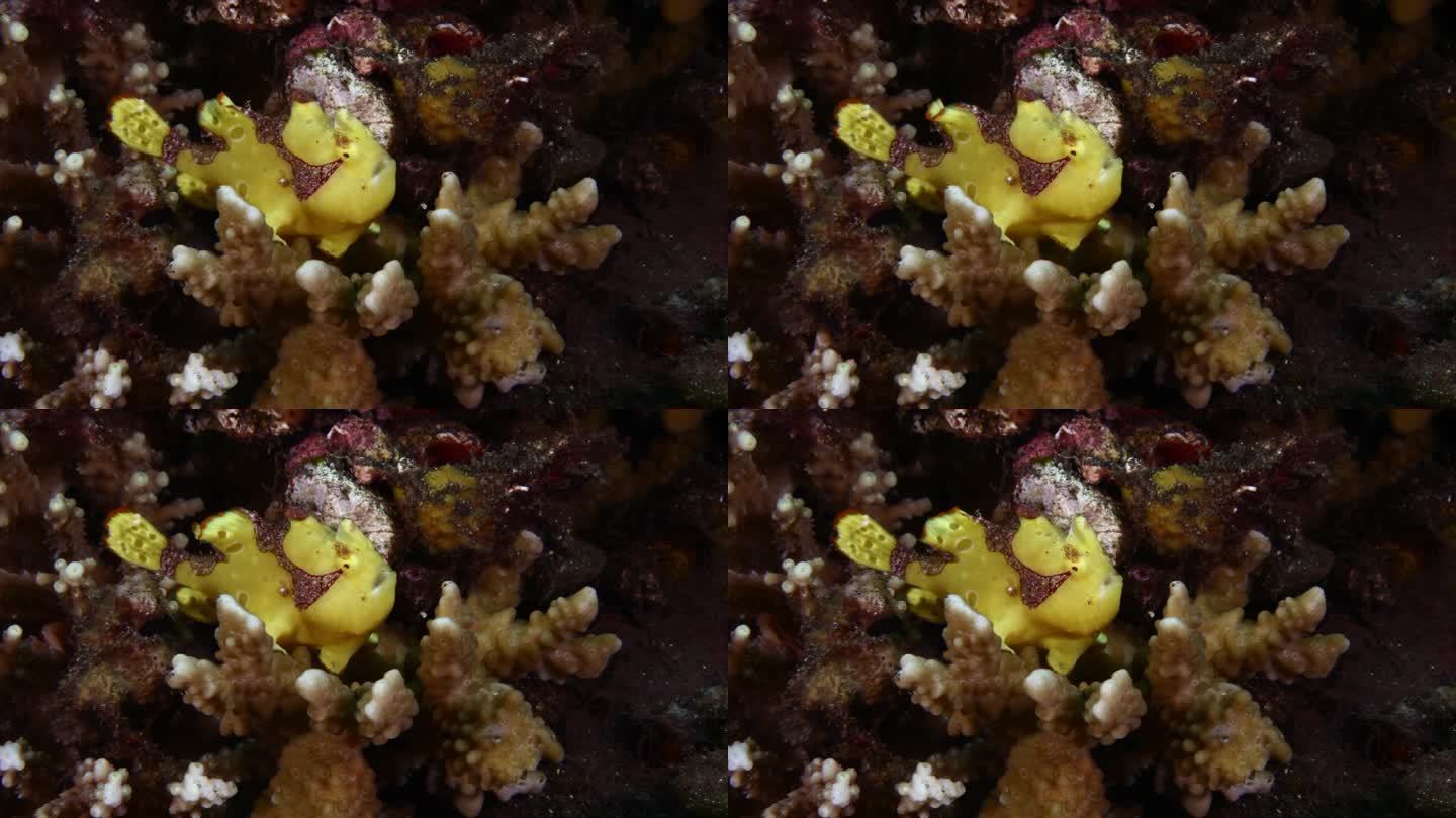 黄色小丑蛙鱼