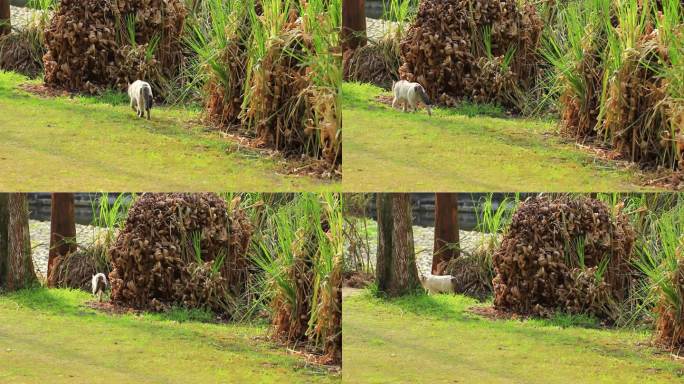 一只宠物花猫在绿色的草地上散步