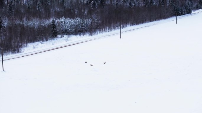 鸟瞰，野鹿在冬季穿越道路。