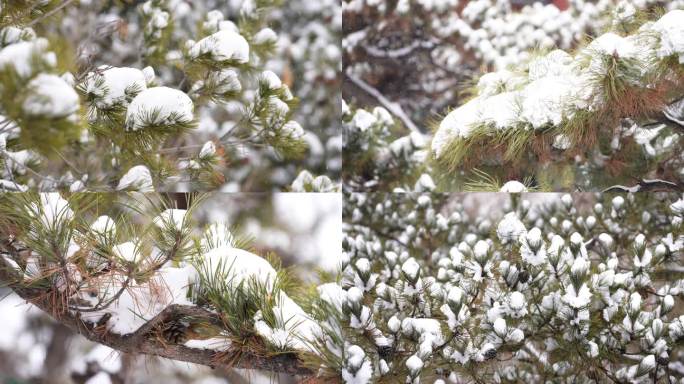 【4K】松树 雪