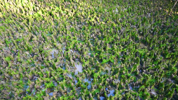 海边红树林滩涂上满地绿色苔藓