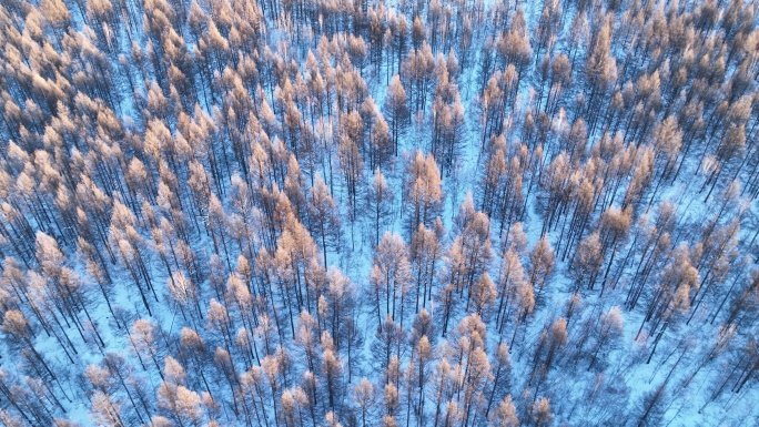 鸟瞰蓝色雪原松林红树梢